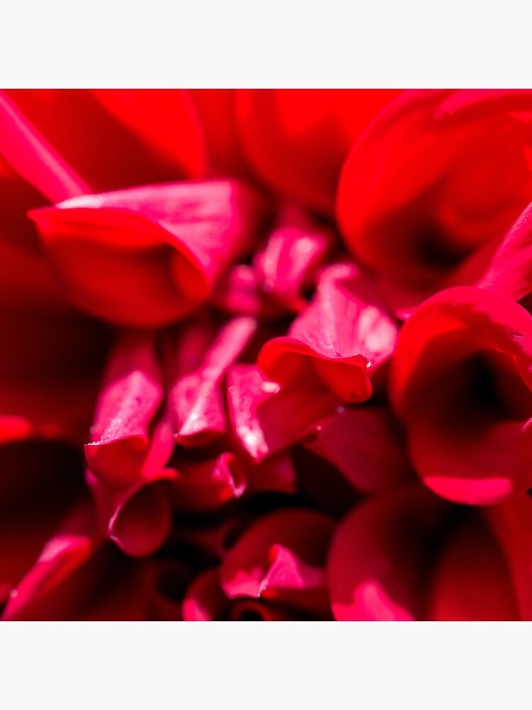 Red by FrankThomas