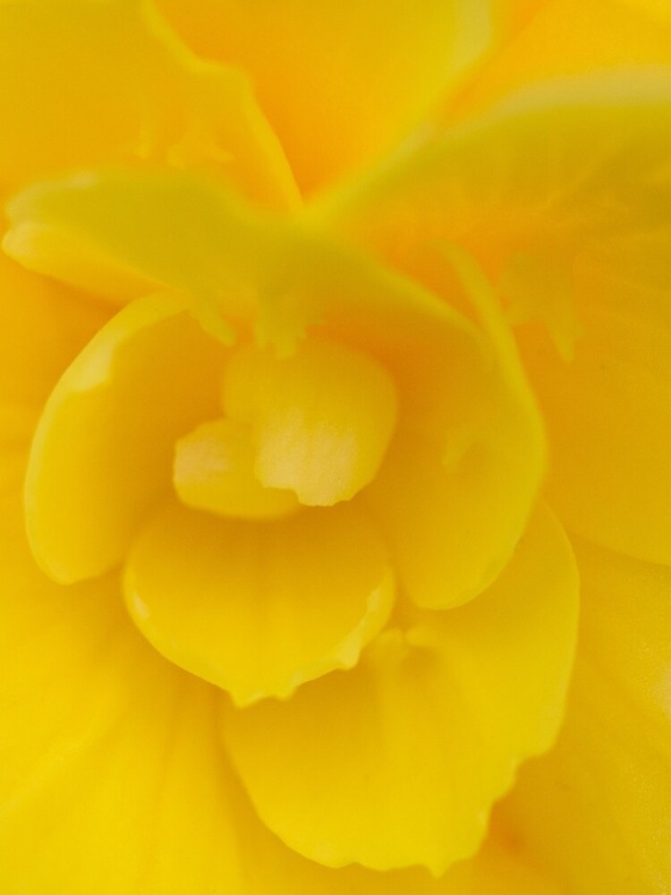 Yellow by FrankThomas