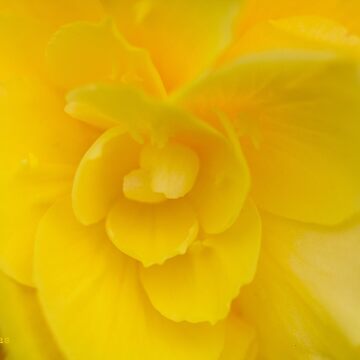 Artwork thumbnail, Yellow by FrankThomas