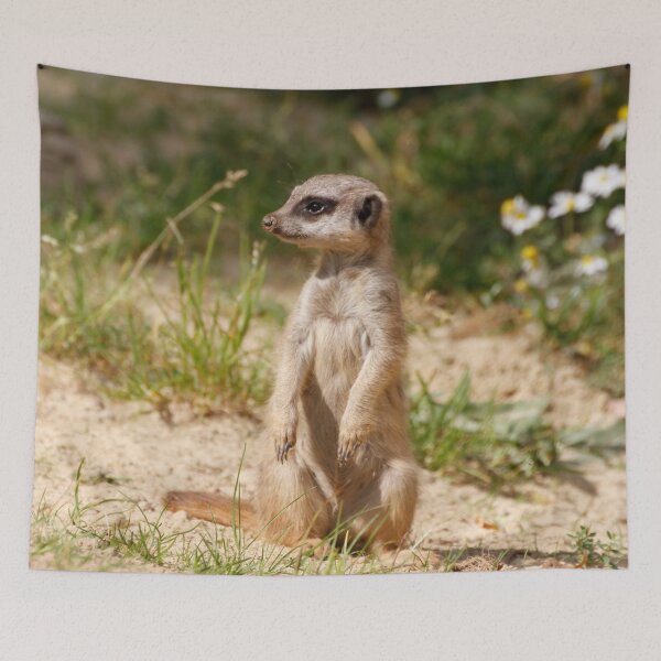 Item preview, Meerkat 038 designed and sold by JAMFoto.