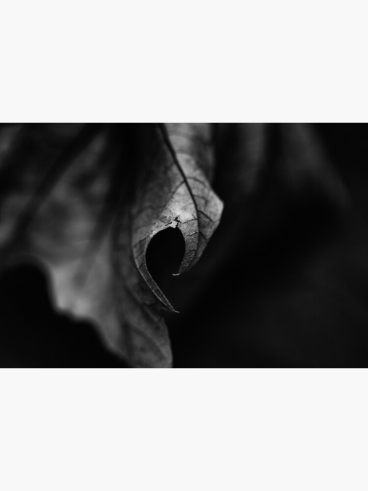 Leaf I by FrankThomas