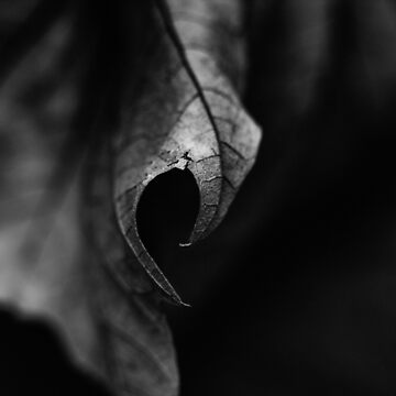 Artwork thumbnail, Leaf I by FrankThomas
