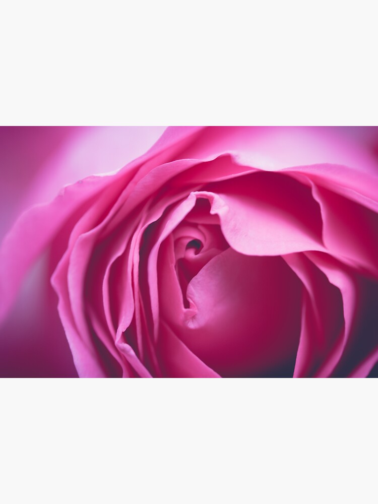 Rose by FrankThomas