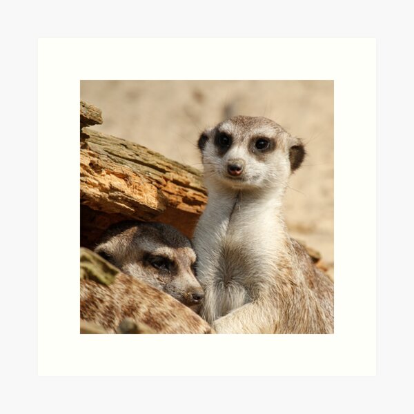Artikel-Vorschau von Meerkat 042, designt und verkauft von JAMFoto.