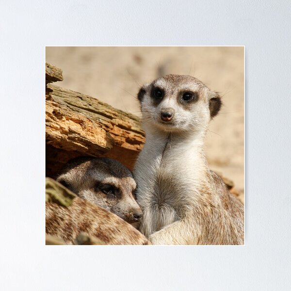 Artikel-Vorschau von Meerkat 042, designt und verkauft von JAMFoto.