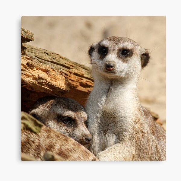 Artikel-Vorschau von Meerkat 042, designt und verkauft von JAMFoto.
