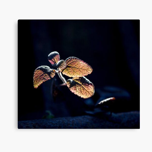 Glow Canvas Print