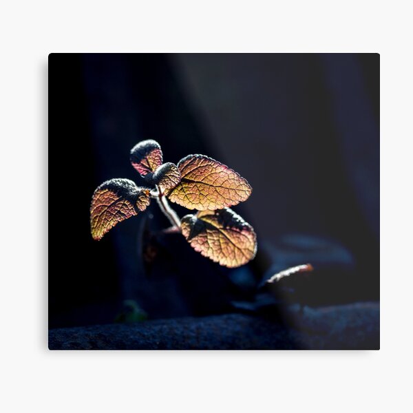 Glow Metal Print