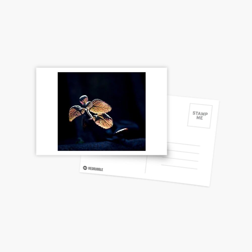 Item preview, Postcard designed and sold by FrankThomas.
