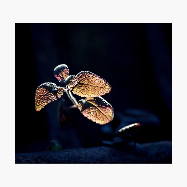 Glow Photographic Print