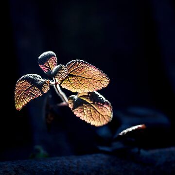 Artwork thumbnail, Glow by FrankThomas