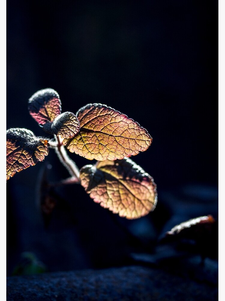 Glow by FrankThomas