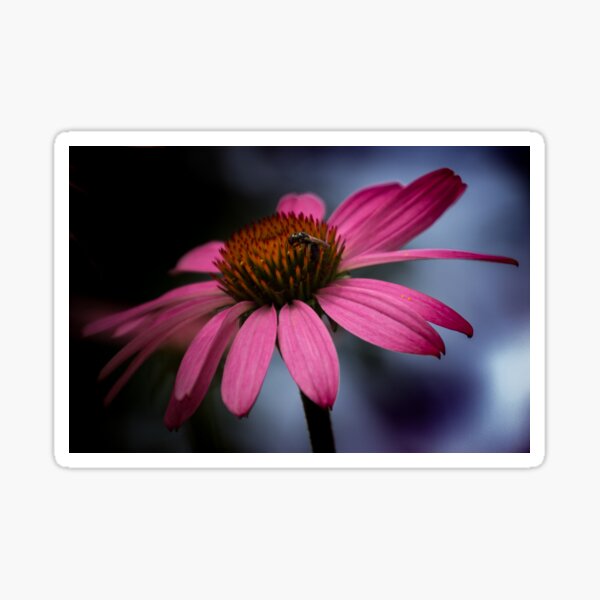 Coneflower with Bug Sticker