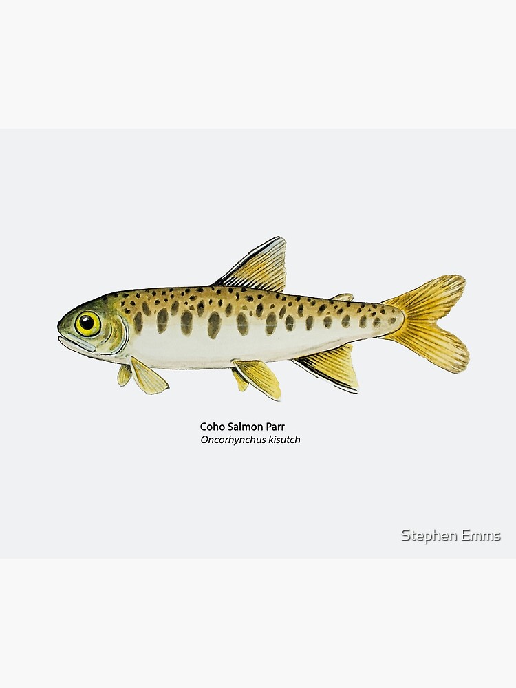 Coho Salmon Dimensions & Drawings