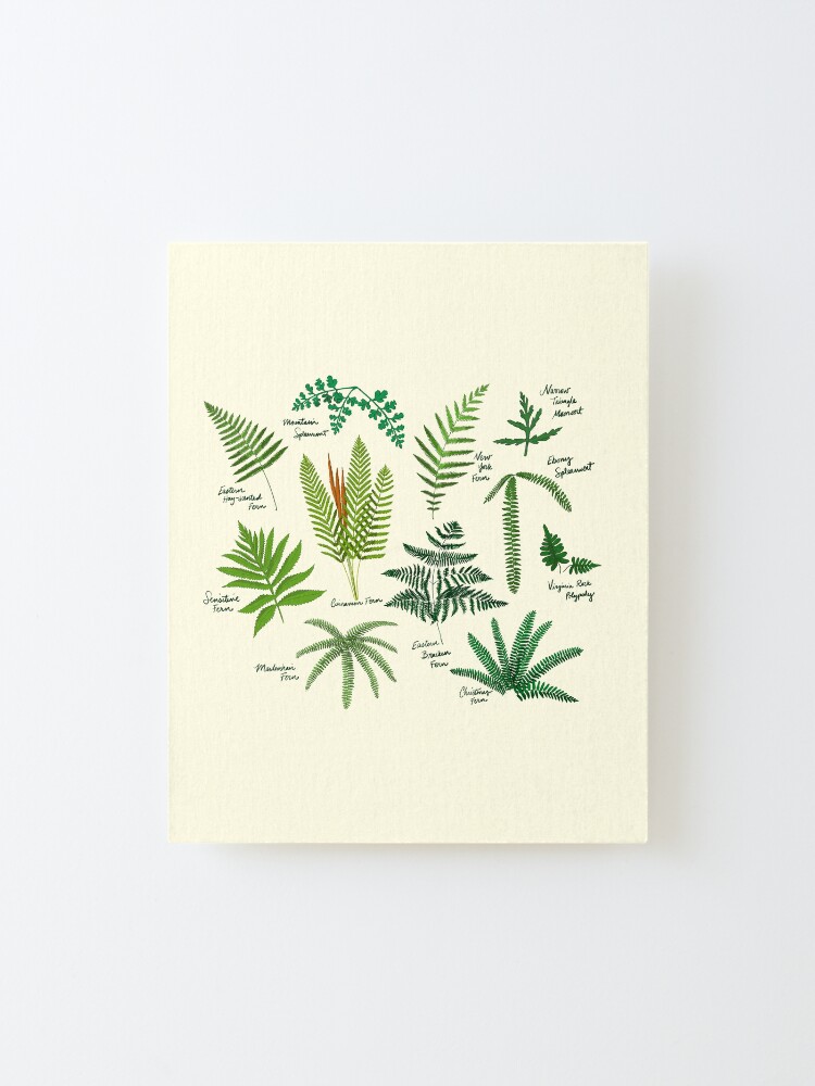 Alternate view of Fresh Adirondack Ferns (Light) Mounted Print