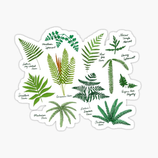 Fresh Adirondack Ferns (Light) Sticker