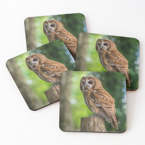 Item preview, Tawny Owl designed and sold by Steve Liptrot Photography.