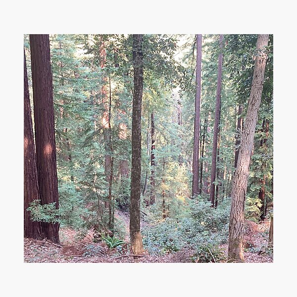 Item preview, Redwood Oak Tree Forest designed and sold by aestheticisland.