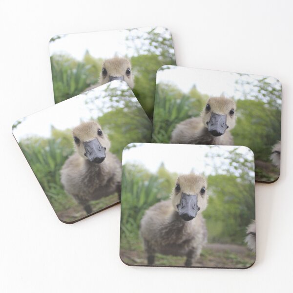 Item preview, Cute Baby Gosling Canadian Yellow Goose Chick Photograph  designed and sold by laurengeorgiart.