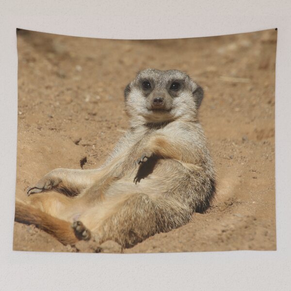 Item preview, Meerkat 045 designed and sold by JAMFoto.