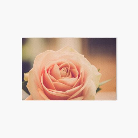 Peach Rose Art Board Print