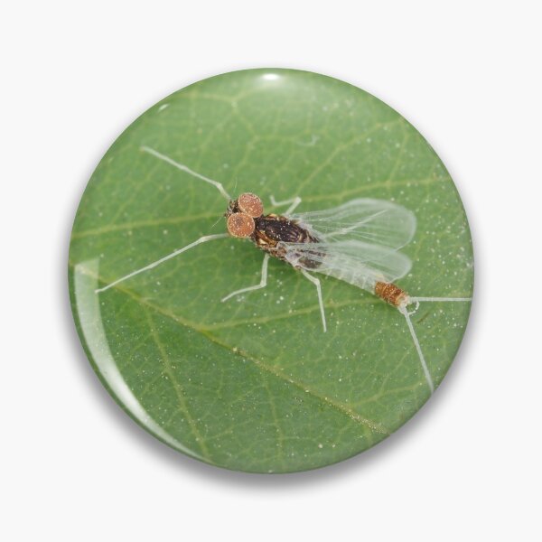 Artikelvorschau, Makrofoto der erwachsenen Diphetor hageni Eintagsfliege entworfen und verkauft von SDym Photography.
