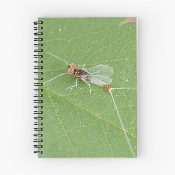 Item preview, Macro photo of adult Diphetor hageni mayfly designed and sold by SDym Photography.