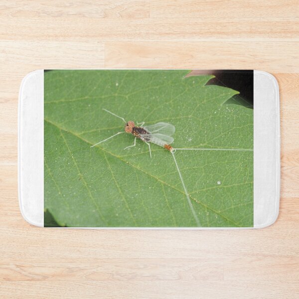 Item preview, Macro photo of adult Diphetor hageni mayfly designed and sold by SDym Photography.