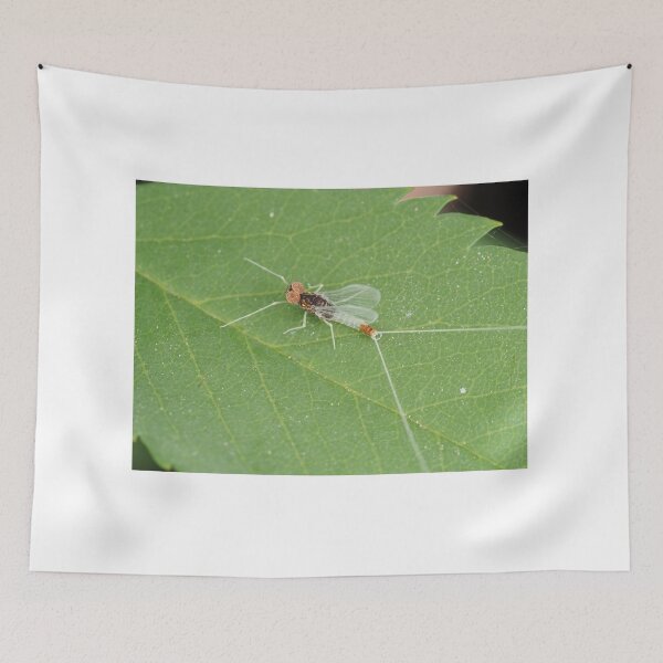 Item preview, Macro photo of adult Diphetor hageni mayfly designed and sold by SDym Photography.