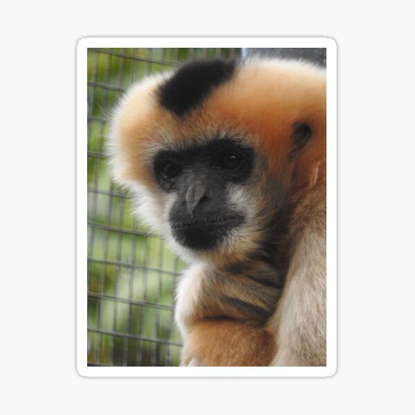 White-cheeked gibbon Sticker