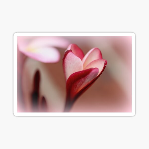 Pink Frangapani Emerging Sticker