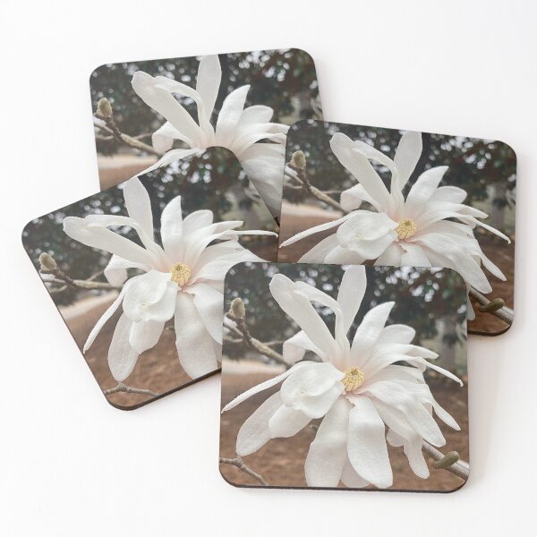 Item preview, Star Magnolia: THE ENDANGERED FLOWER designed and sold by Max Kindly.