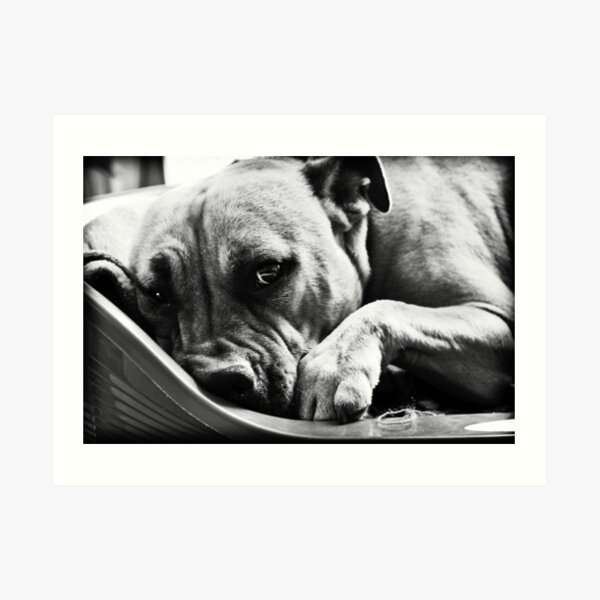 "My Bed is Too Small!" by DuboisDigital Redbubble