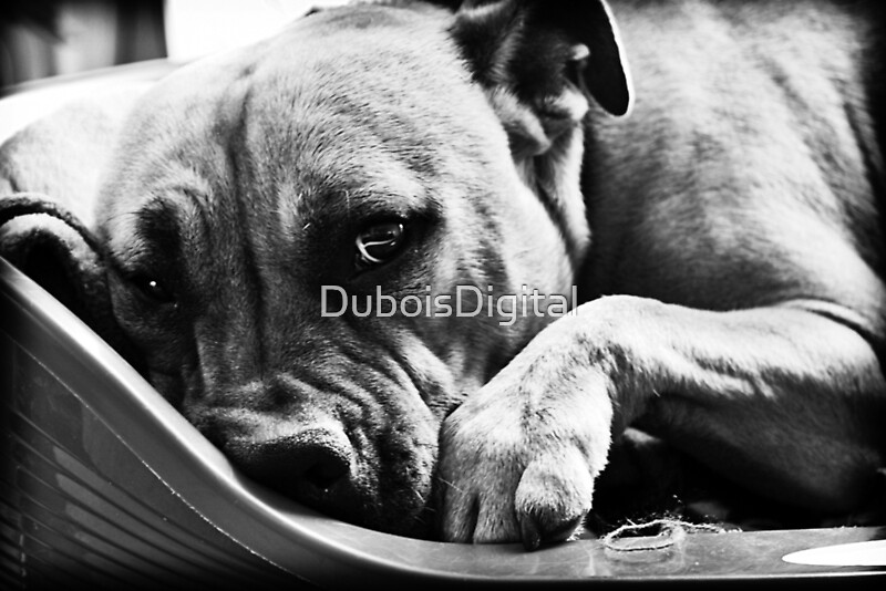 "My Bed is Too Small!" by DuboisDigital Redbubble