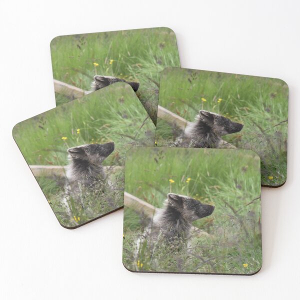 Item preview, Arctic fox enjoying the early morning hours.  designed and sold by Iceland-Effect.