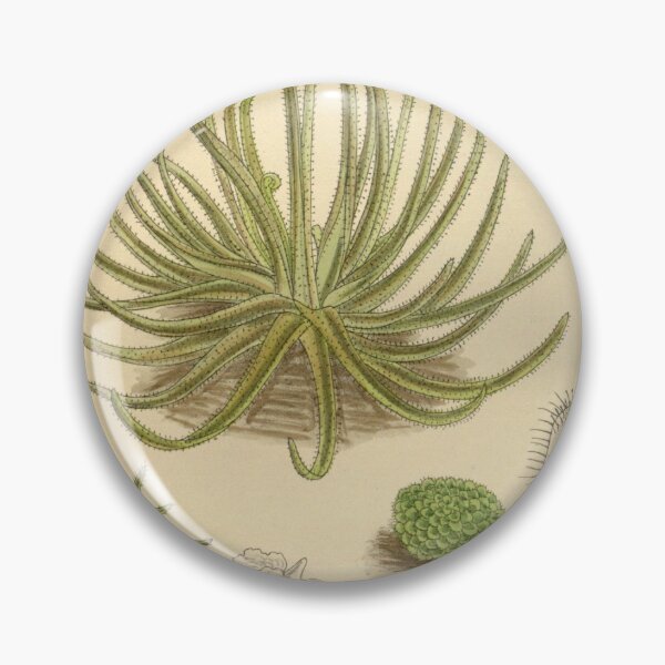 Item preview, Pinguicula gypsicola 141 8602 designed and sold by EsotericBotanic.