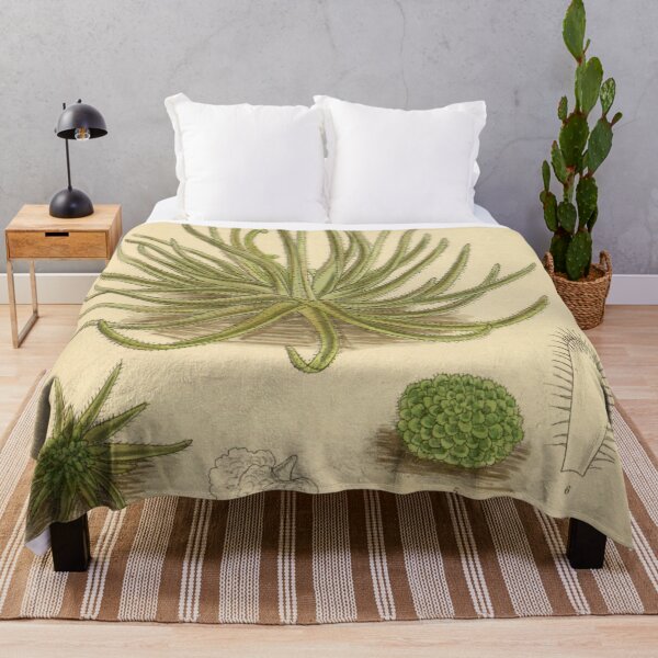 Item preview, Pinguicula gypsicola 141 8602 designed and sold by EsotericBotanic.