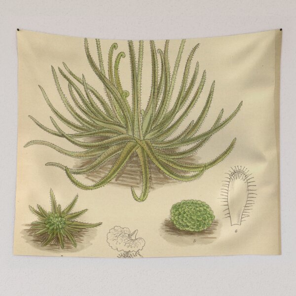 Item preview, Pinguicula gypsicola 141 8602 designed and sold by EsotericBotanic.