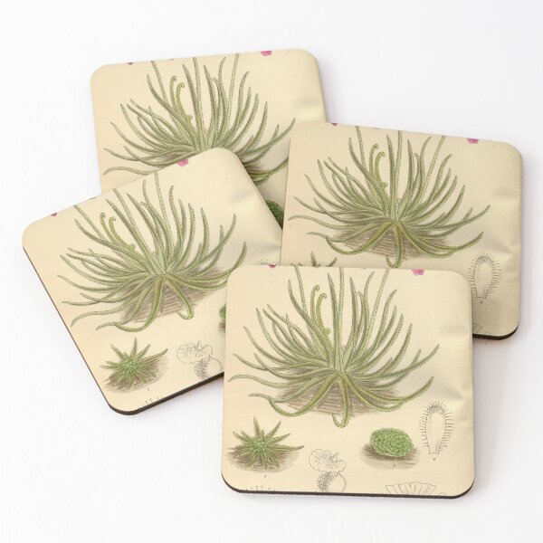 Item preview, Pinguicula gypsicola 141 8602 designed and sold by EsotericBotanic.