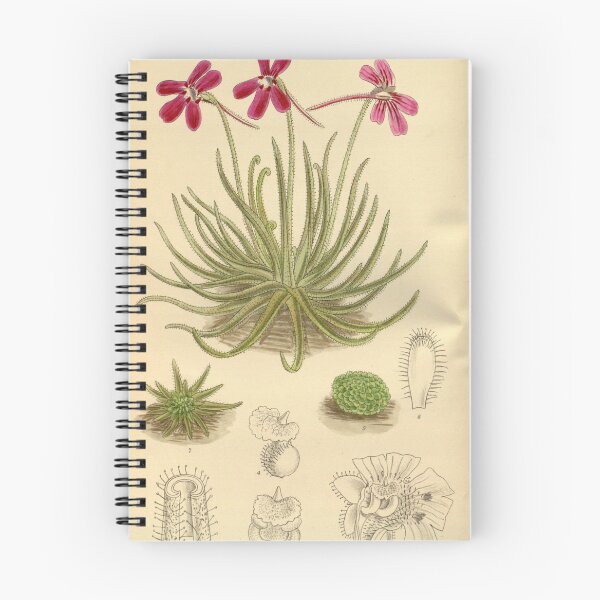 Item preview, Pinguicula gypsicola 141 8602 designed and sold by EsotericBotanic.