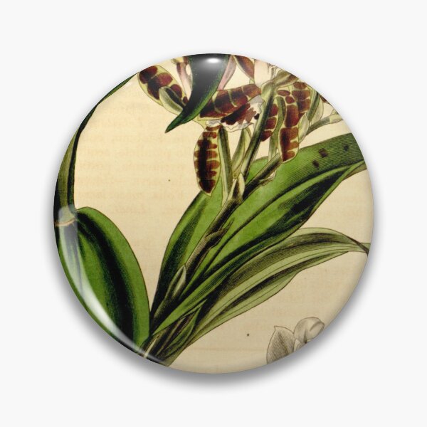 Item preview, Aspasia epidendroides Curtis' 68 (N.S. 15) pl. 3962 (1842) designed and sold by EsotericBotanic.