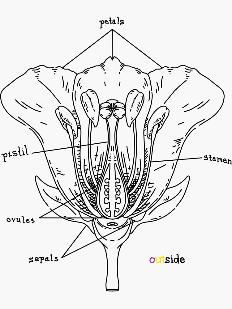 "Anatomy of a Flower (intersex pride outside)" Sticker by Mikeyljr