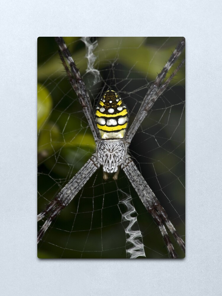 Alternate view of Silver face Metal Print