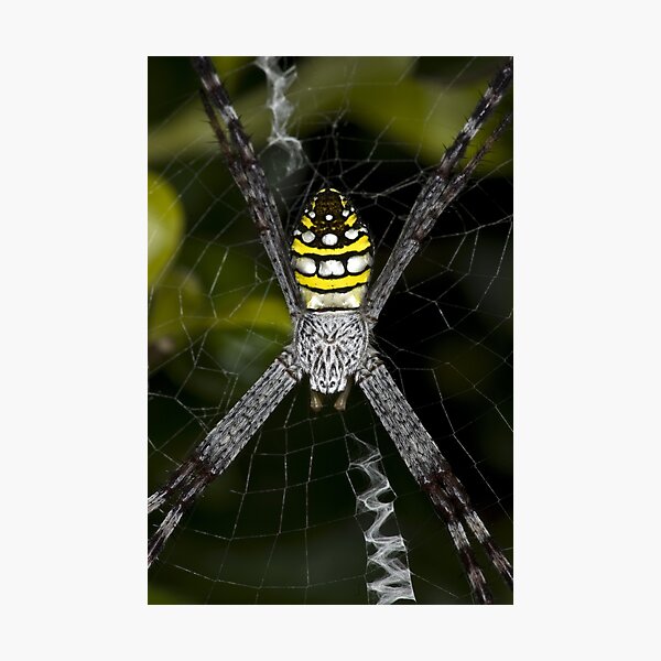 Silver face Photographic Print