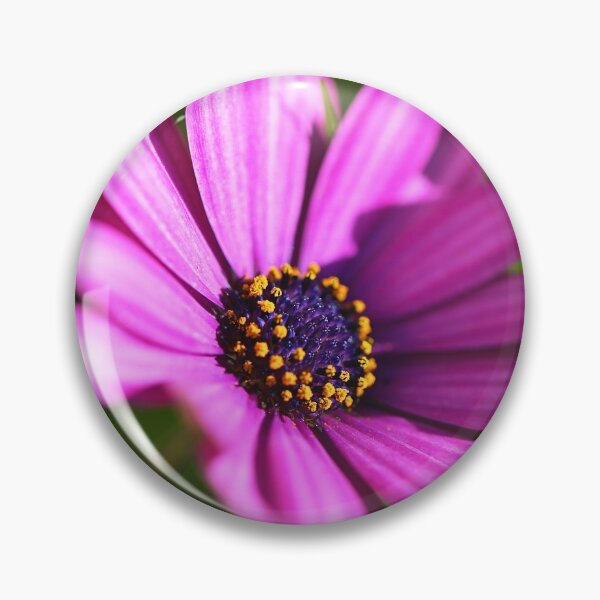 Item preview, Hot Cape Daisies Pink  designed and sold by Joy Watson - Natural Light Photography .