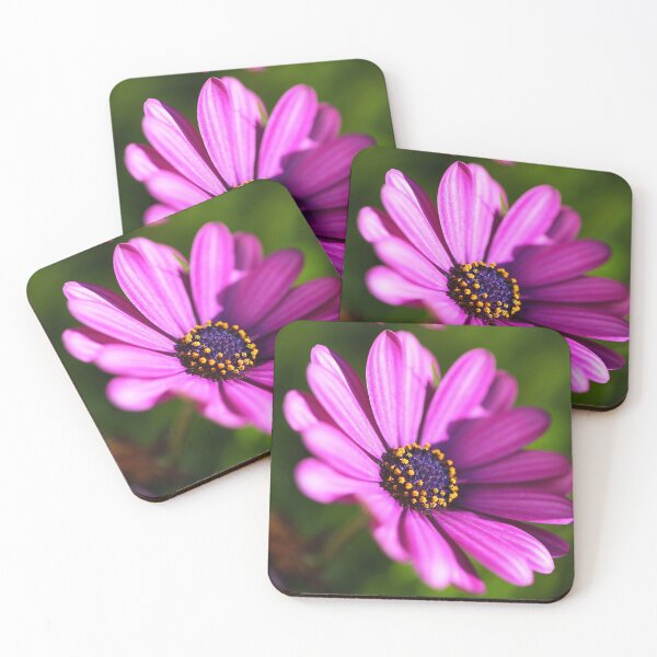 Item preview, Hot Cape Daisies Pink  designed and sold by Joy Watson - Natural Light Photography .