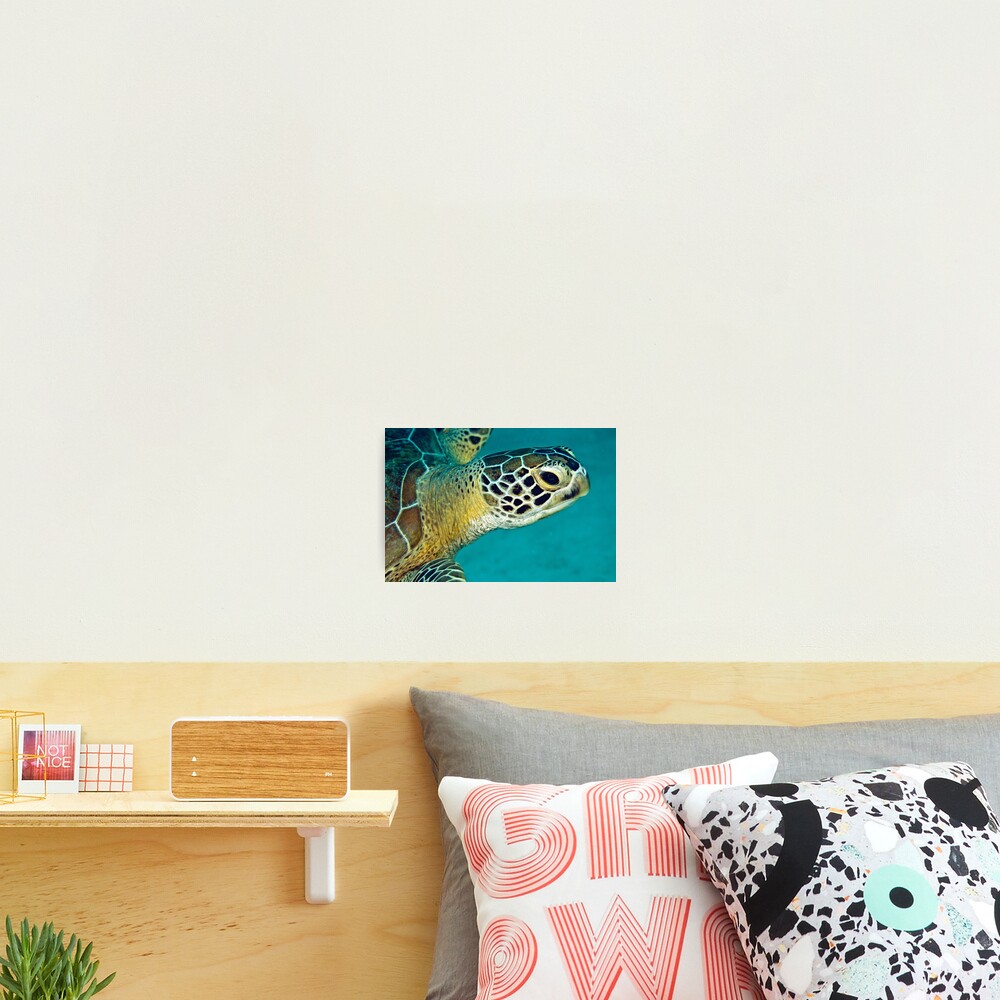 Green sea turtle portrait Photographic Print