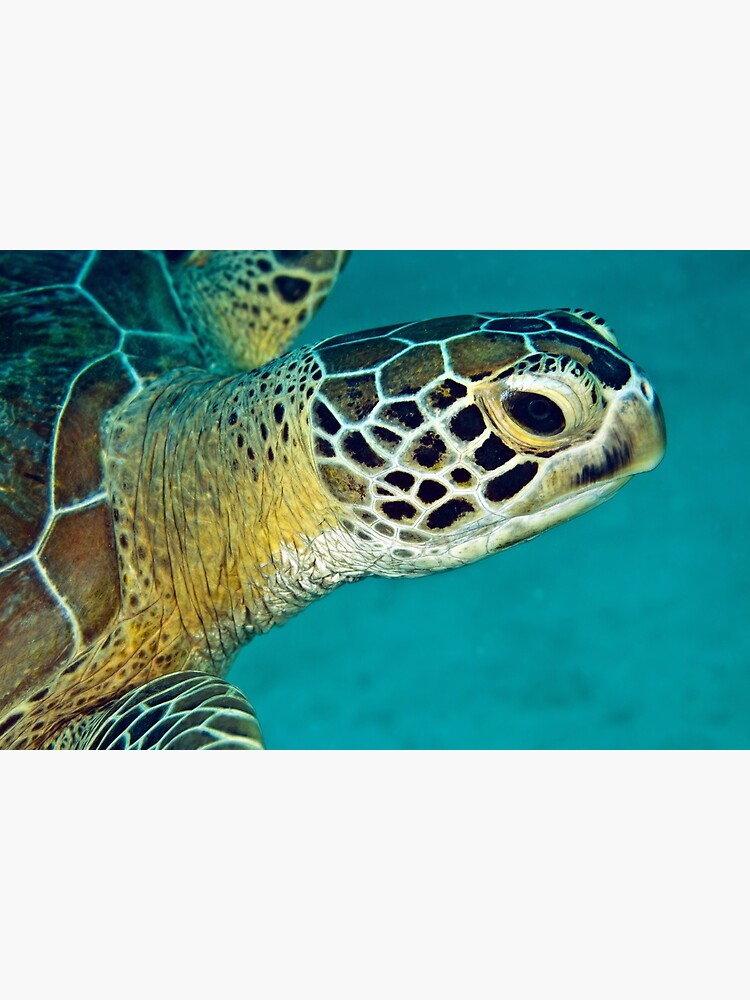 Green sea turtle portrait by DavidWachenfeld