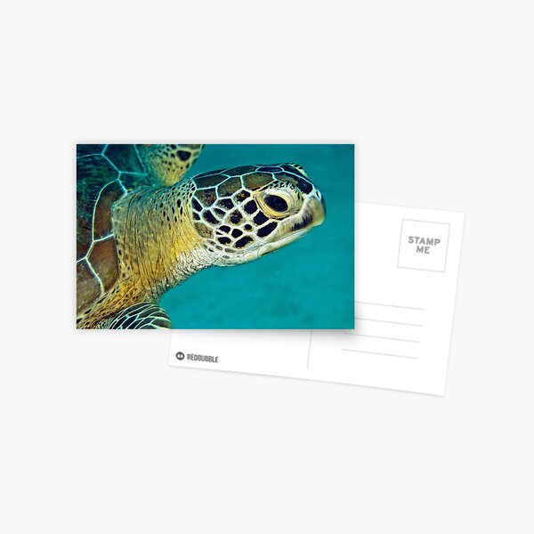 Green sea turtle portrait Postcard