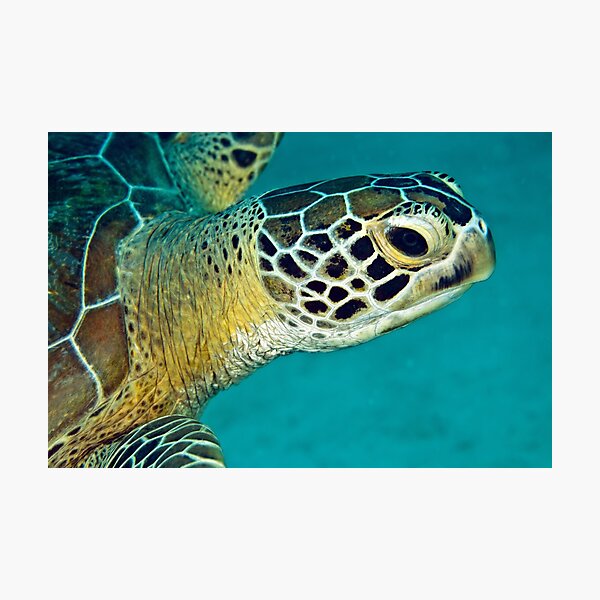 Green sea turtle portrait Photographic Print